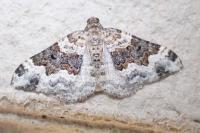 Epirrhoe galiata