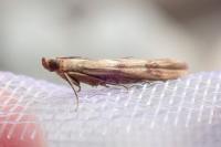 Homoeosoma sinuella