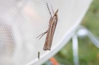 Ancylolomia tentaculella