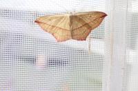 Timandra comae