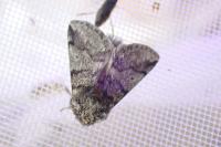 Thaumetopoea processionea
