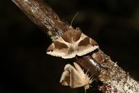 Dysgonia algira