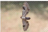 Eupithecia centaureata