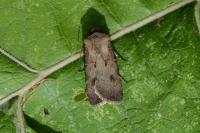 Agrotis exclamationis exclamationis