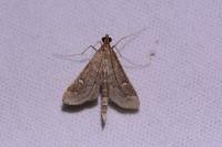 Dolicharthria punctalis