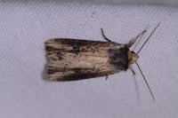 Axylia putris