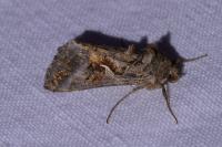 Autographa gamma