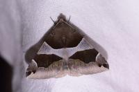 Dysgonia algira