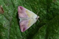 Eublemma purpurina