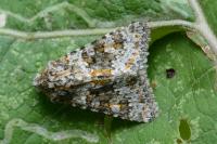Hecatera dysodea