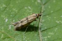 Homoeosoma sinuella