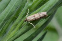 Homoeosoma sinuella