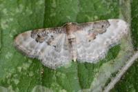 Idaea rusticata