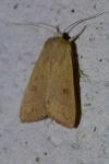 Mythimna vitellina