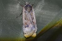 Noctua pronuba