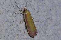 Oncocera semirubella