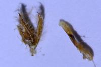 Cryphia algae