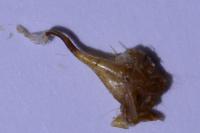 Lygephila craccae