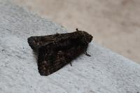Aedia leucomelas
