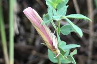 Oncocera semirubella
