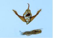 Cerastis rubricosa