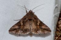 Autographa gamma