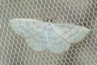 Cabera exanthemata