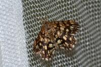 Chiasmia clathrata