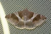 Dysgonia algira