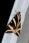 Euplagia quadripunctaria