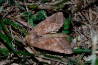 Hydraecia micacea