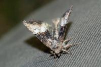 Mesoligia furuncula
