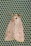 Mythimna ferrago