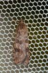 Nomophila noctuella