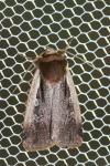 Ochropleura plecta