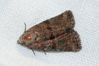 Litoligia literosa