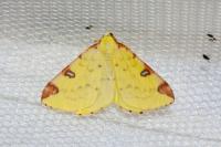 Opisthograptis luteolata