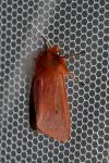 Phragmatobia fuliginosa