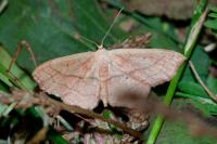Scopula imitaria