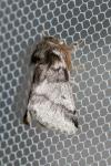 Thaumetopoea processionea