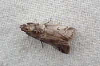 Acrobasis legatea