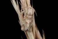 Acronicta chamoenices