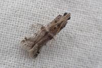 Ephestia welseriella