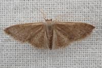 Idaea obsoletaria