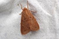 Ocneria rubea