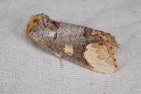 Phalera bucephaloides