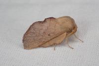 Phyllodesma suberifolia
