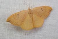Watsonalla binaria