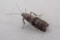 Phycita acericola