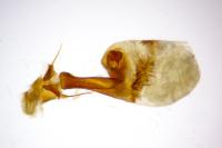 Phycita acericola